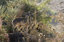 Klipspringer