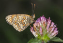 Knapweed Fritillary