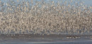 Knot Flock