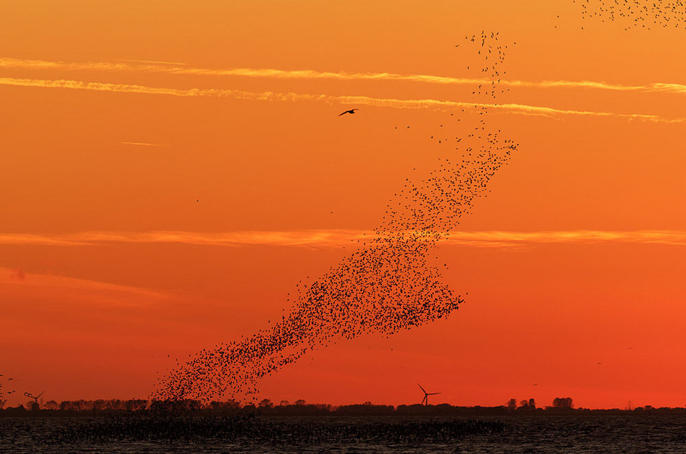 Knot Murmuration
