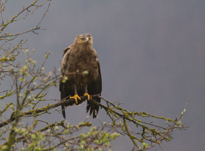 Lesser Spotted Eagle