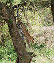 Leopard Descending Tree