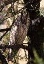 Long-eared Owl