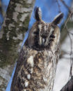 Long Eared Owl
