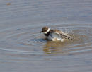 Little Ringed Plover