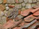 Little Owl