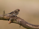 Lesser Redpoll