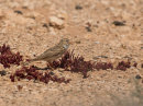 Lesser Short-toed Lark