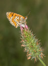 Lesser Spotted Fritillary