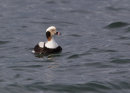 Long-tailed Duck (male)