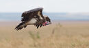 Lappet-faced Vulture