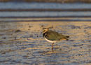 Lapwing