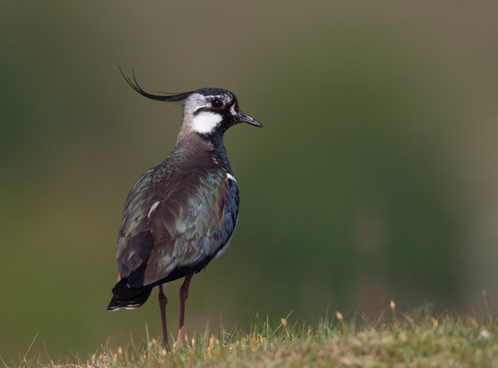 Lapwing