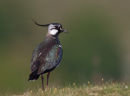 Lapwing
