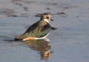 Lapwing
