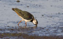 Lapwing
