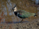 Lapwing