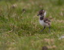 Lapwing Chick
