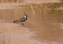 Lapwing