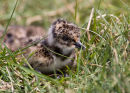 Lapwing Chick