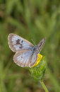 Large Blue