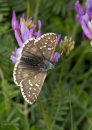 Large Grizzled Skipper