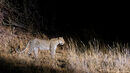 Leopard by torchlight