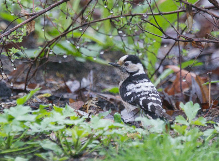 Lesser Spotted Woodpecker
