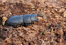 Lesser Stag Beetle