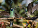 Lesser Violetears squabbling