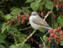 Lesser Whitethroat