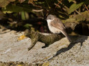 Lesser Whitethroat