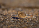 Twite