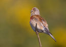 Singing Linnet