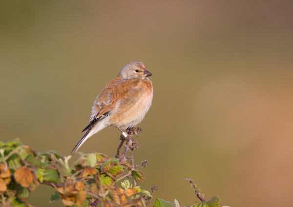 Linnet