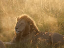 Lion at Sunrise