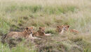 Lion Cubs