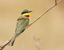 Little Bee-eater