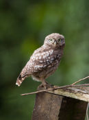 Little Owl - juvenile