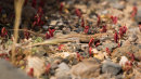 Lizard spp
