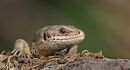 Common Lizard