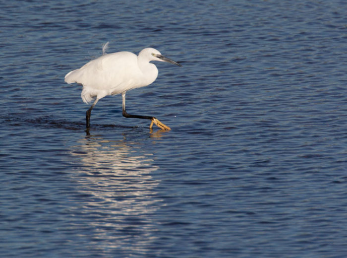 Little Egret