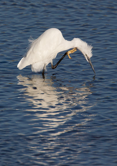Little Egret