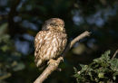 Little Owl Adult