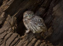 Little Owl with Shrew
