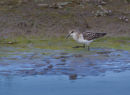 Little Stint