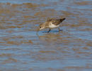 Little Stint