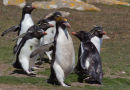 Macaroni Penguin
