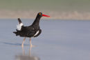 Magellanic Oystercatcher