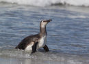 Magellanic Penguin